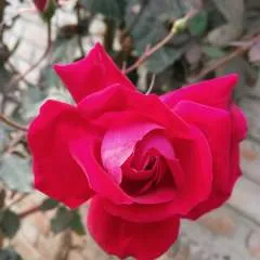 Hot Boy photo on Jungo Live