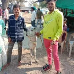 Punu photo on Jungo Live