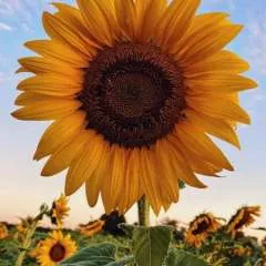 Alam photo on Jungo Live