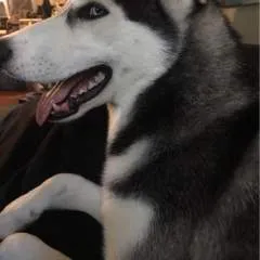 Dangerously Horney A Loyal Woman photo on Jungo Live