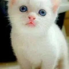 Fresh Danny photo on Jungo Live