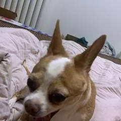 Domlee photo on Jungo Live