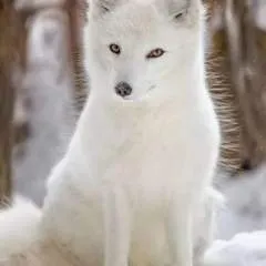 Adrian photo on Jungo Live