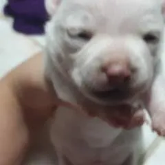 Andro Andrade photo on Jungo Live