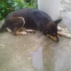 Comz photo on Jungo Live