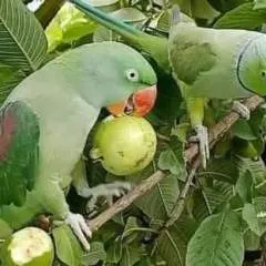 Nadeem photo on Jungo Live