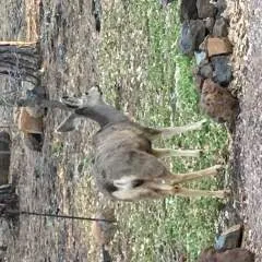 Cunnilingus Guru photo on Jungo Live