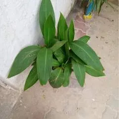 Murtaza.... photo on Jungo Live