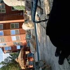 Dharma........ photo on Jungo Live