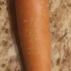 Hornet photo on Jungo Live