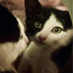 Igby photo on Jungo Live