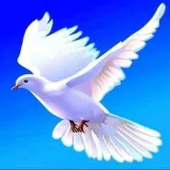 Brazileiros photo on Jungo Live