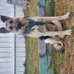 Elcachondo09 photo on Jungo Live