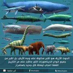 Mayoussefssira3 photo on Jungo Live