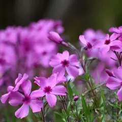 Ahsan Ali photo on Jungo Live