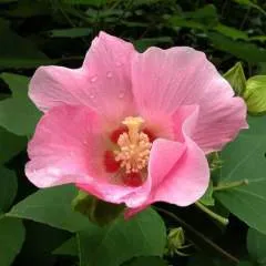 Ahsan Ali photo on Jungo Live