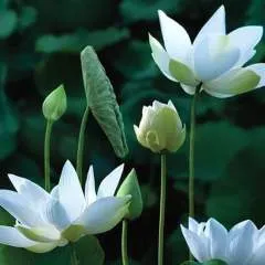 Ahsan Ali photo on Jungo Live