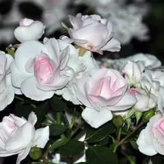 Ahsan Ali photo on Jungo Live