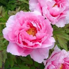 Ahsan Ali photo on Jungo Live