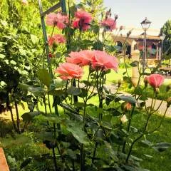 Crown photo on Jungo Live