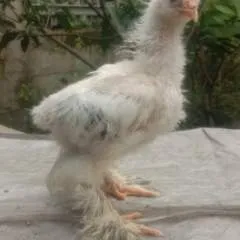 Dino photo on Jungo Live