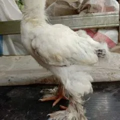 Dino photo on Jungo Live