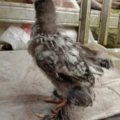 Dino photo on Jungo Live