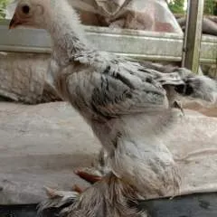 Dino photo on Jungo Live