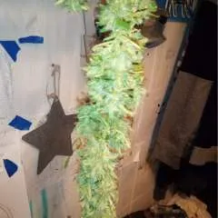 Bdd75 photo on Jungo Live