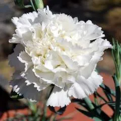 Felix photo on Jungo Live