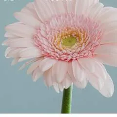 Gavin photo on Jungo Live