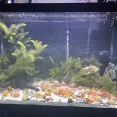 Squints photo on Jungo Live