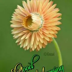 Hi photo on Jungo Live