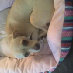 Cheffy.... photo on Jungo Live