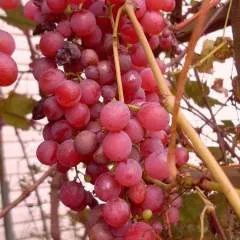 Khan photo on Jungo Live