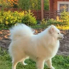 Davide photo on Jungo Live