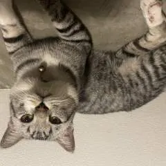 Kukeroo photo on Jungo Live