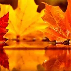 Guest photo on Jungo Live