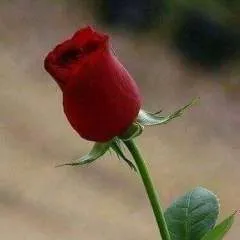 Said50 photo on Jungo Live