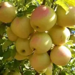 Said50 photo on Jungo Live