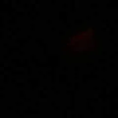 Raj photo on Jungo Live