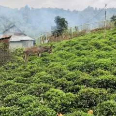 مژگان photo on Jungo Live