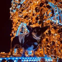 Samir photo on Jungo Live