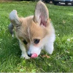 Annie photo on Jungo Live