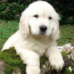 Labs55 photo on Jungo Live