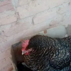 Leonan Gay Gayt photo on Jungo Live