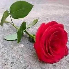 Leonardo photo on Jungo Live