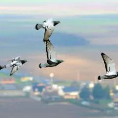 Khalid photo on Jungo Live