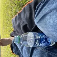 Merganser photo on Jungo Live