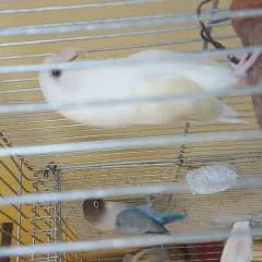 Pipoy&inday photo on Jungo Live